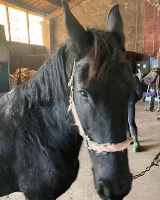 Cavalla Frisone Barocco