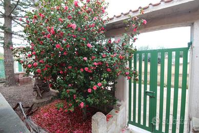 Vendita villa al mare localita' Bagnara