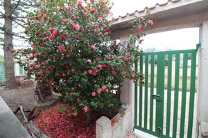 Vendita villa al mare localita' Bagnara