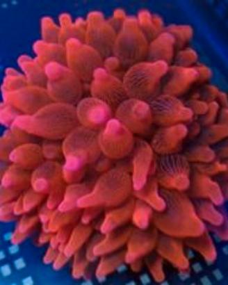 Entacmea red fire