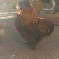 Gallo Moroseta giovane ,con sfumature ramato