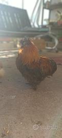 Gallo Moroseta giovane ,con sfumature ramato
