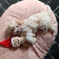 Cucciola di Maltipoo