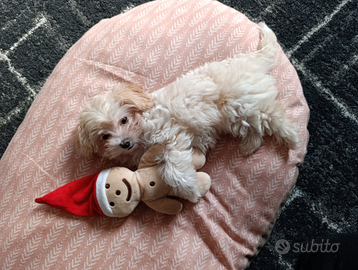 Cucciola di Maltipoo