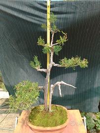 Bonsai di ginepro colpito da fulmine H 90 cmX 55 L