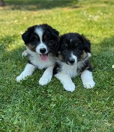 Cuccioli maschi Australian Shepperd