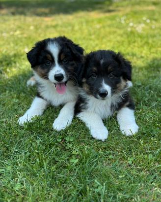 Cuccioli maschi Australian Shepperd