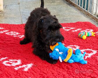 Cuccioli Schnauzer Nano Nero