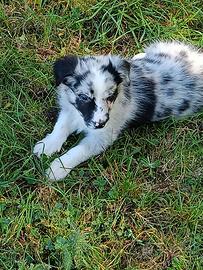 Border collie con pedigree