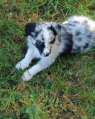 Border collie con pedigree