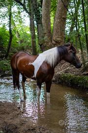 Splendida Quarab