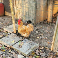 Galline concicine tedesche