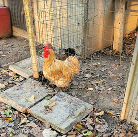 Galline concicine tedesche