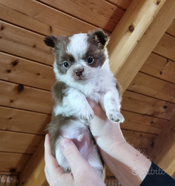 Chihuahua cuccioli meravigliosi pedigree Enci