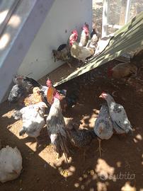 Galli e galline