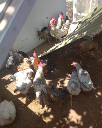 Galli e galline