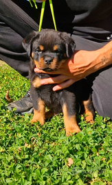 Cuccioli rottweiler alta genealogia