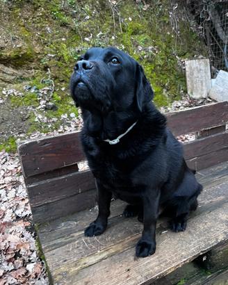 Labrador vorrebbe fidanzarsi