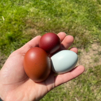 Uova galline Marans e Olive egger