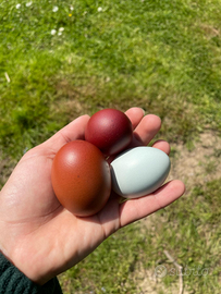 Uova galline Marans e Olive egger
