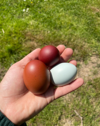 Uova galline Marans e Olive egger