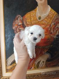 cucciola maltese 