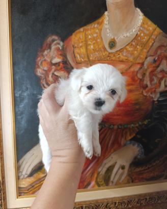 cucciola maltese 