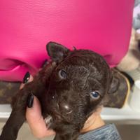 Barboncino marrone Particolor