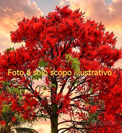 Brachychiton Acerifolius 
