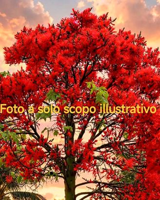 Brachychiton Acerifolius 