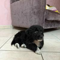 Cucciolo di border collie