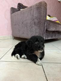 Cucciolo di border collie