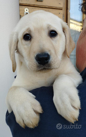 Cucciola con pedigree