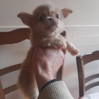 Chihuahua