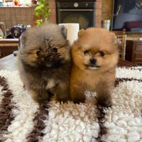 Cuccioli di Pomerania spitz nano