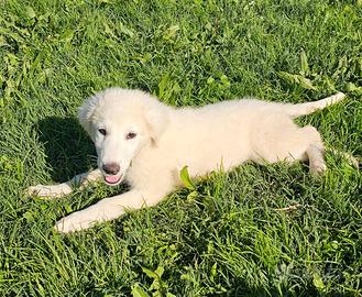 Adorabili cuccioli da adottare in canile Roma nord