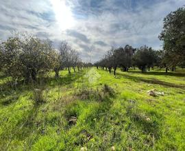 TER. AGRICOLO A SAN VITO DEI NORMANNI