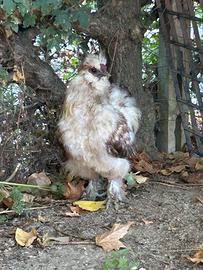 Gallo di moroseta