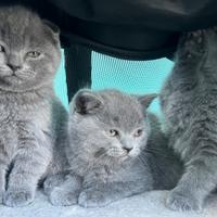 Cuccioli Scottish fold/straight