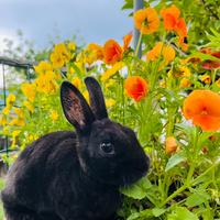 Coniglio Nano Colorato REX