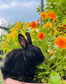 Coniglio Nano Colorato REX