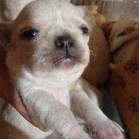 Chiuauha cuccioli pedigree ENCI