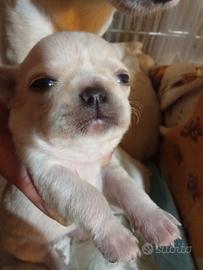 Chiuauha cuccioli pedigree ENCI