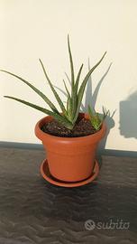 Pianta Aloe