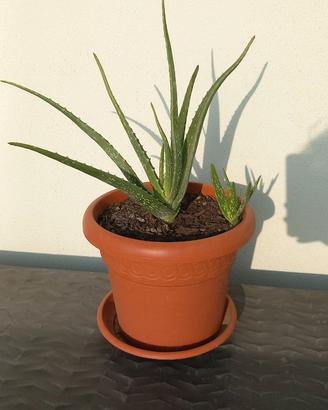 Pianta Aloe