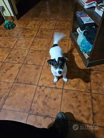 Cane Jack russel femmina 20 mesi