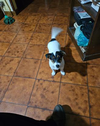 Cane Jack russel femmina 20 mesi