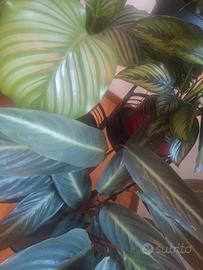Piante Calathea