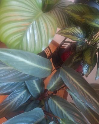 Piante Calathea