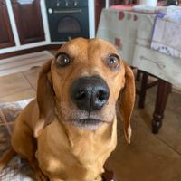 Bassotto disponibile per monta